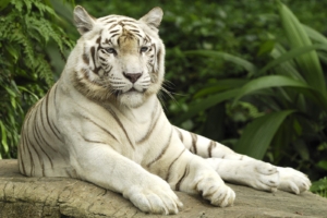 White Tiger, Singapore9417617617 300x200 - White Tiger, Singapore - white, Tiger, Snake, Singapore